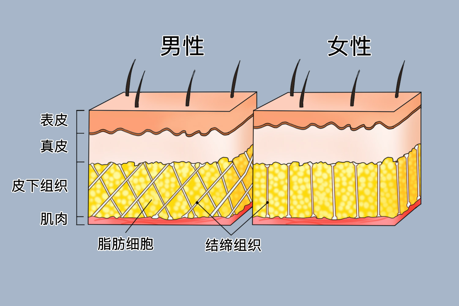 脸部皮肤的分层与结构图 | 百度健康·医学科普