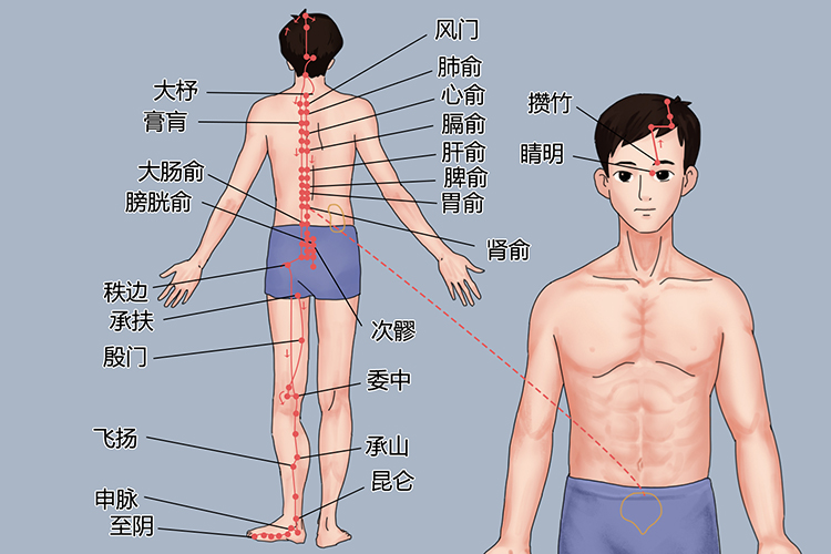 足太阳膀胱经图