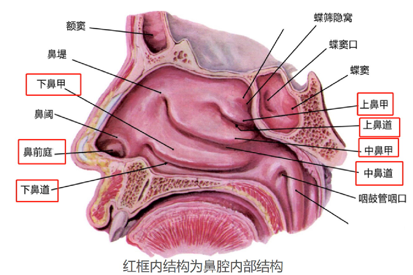 鼻子内部结构图
