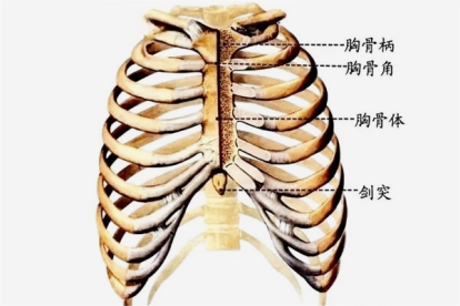 胸骨与肋骨的结构图