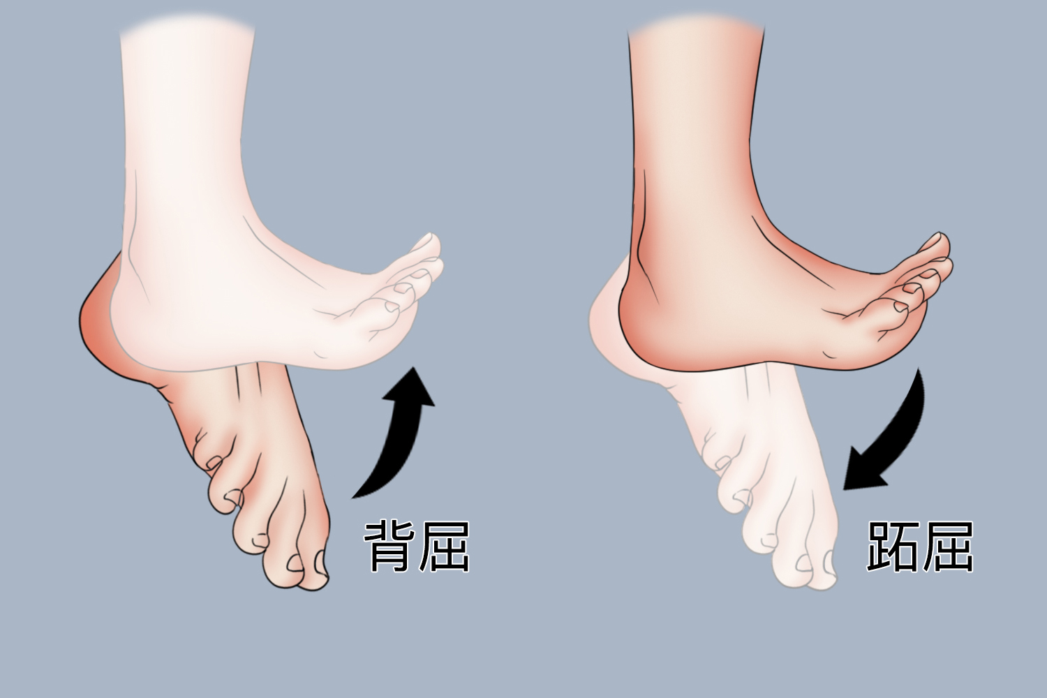 踝关节屈伸运动示意图 | 百度健康·医学科普