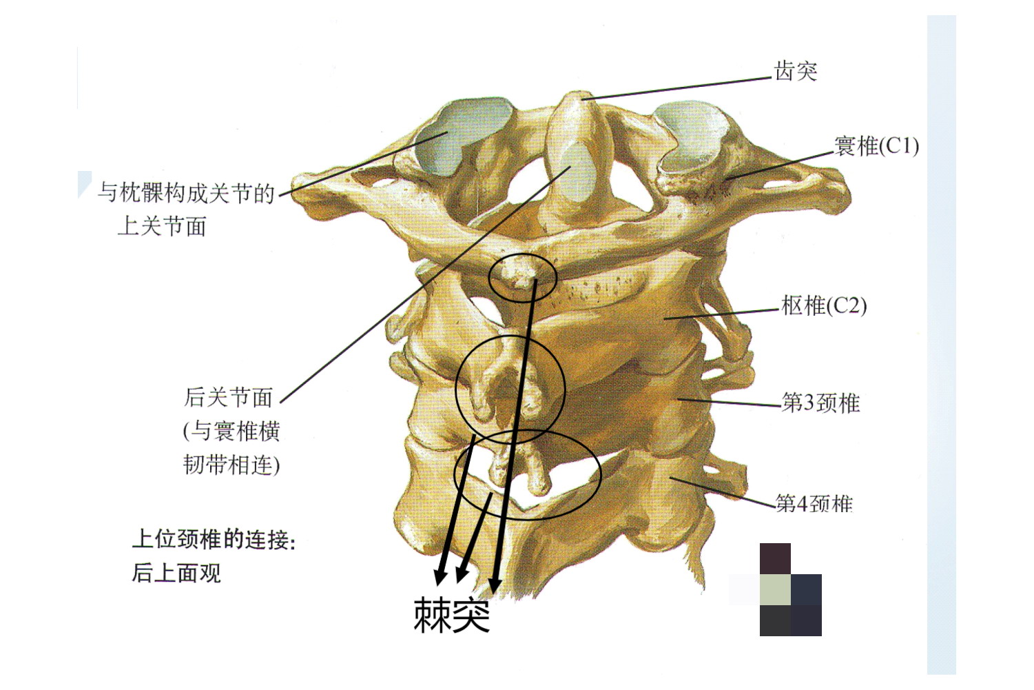 第六颈椎横突结节图片-图库-五毛网