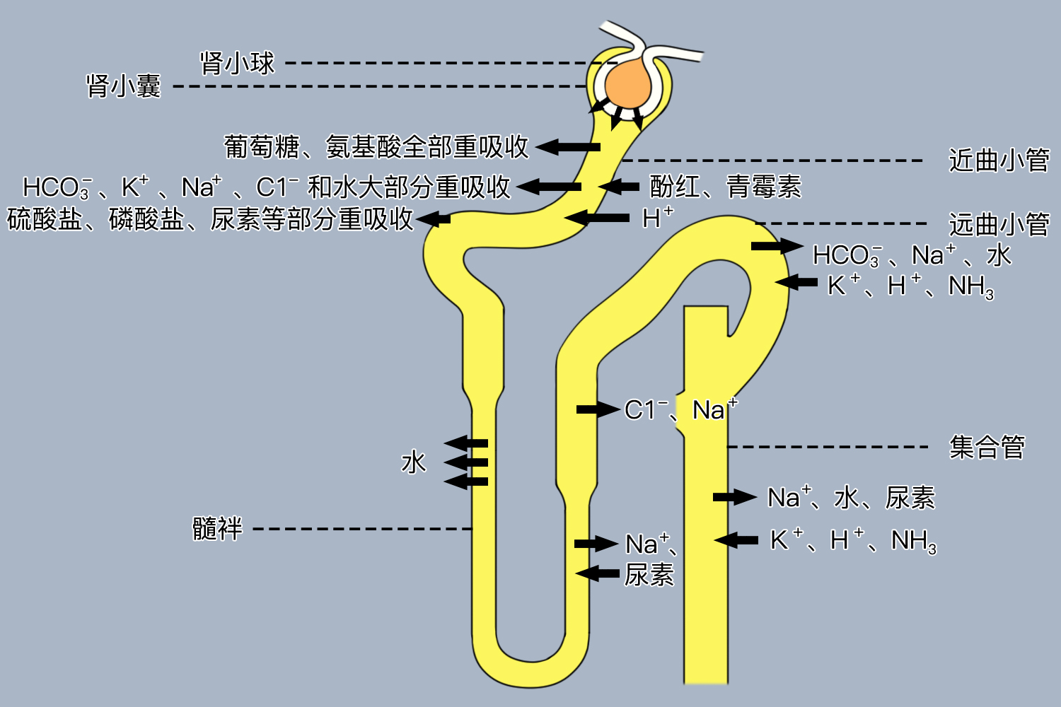 肾小管结构示意图