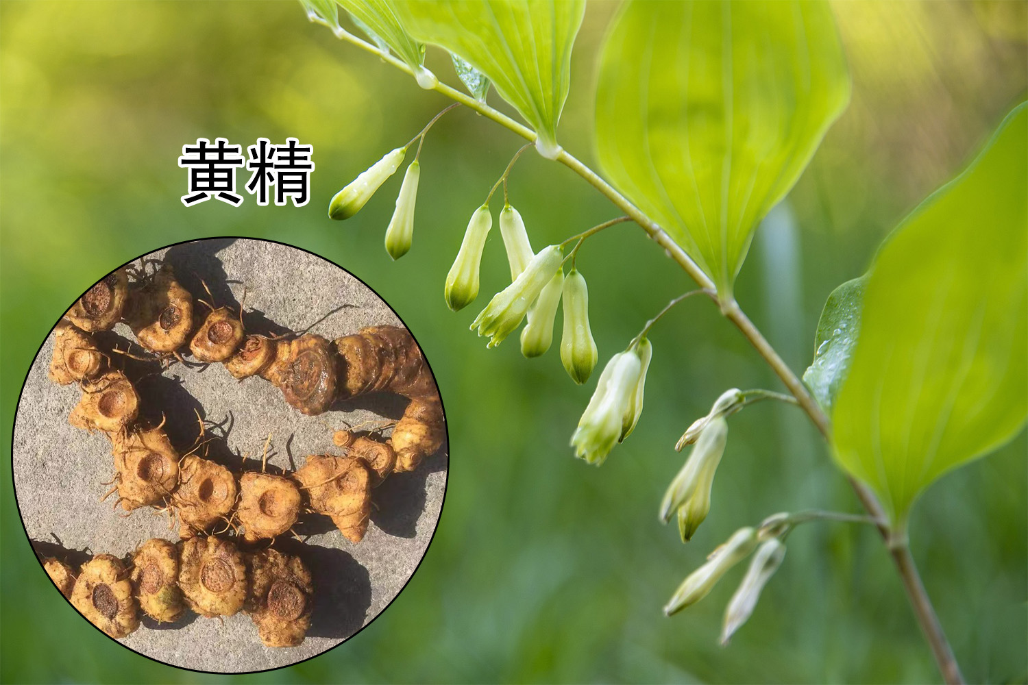 中药鸡头根图片