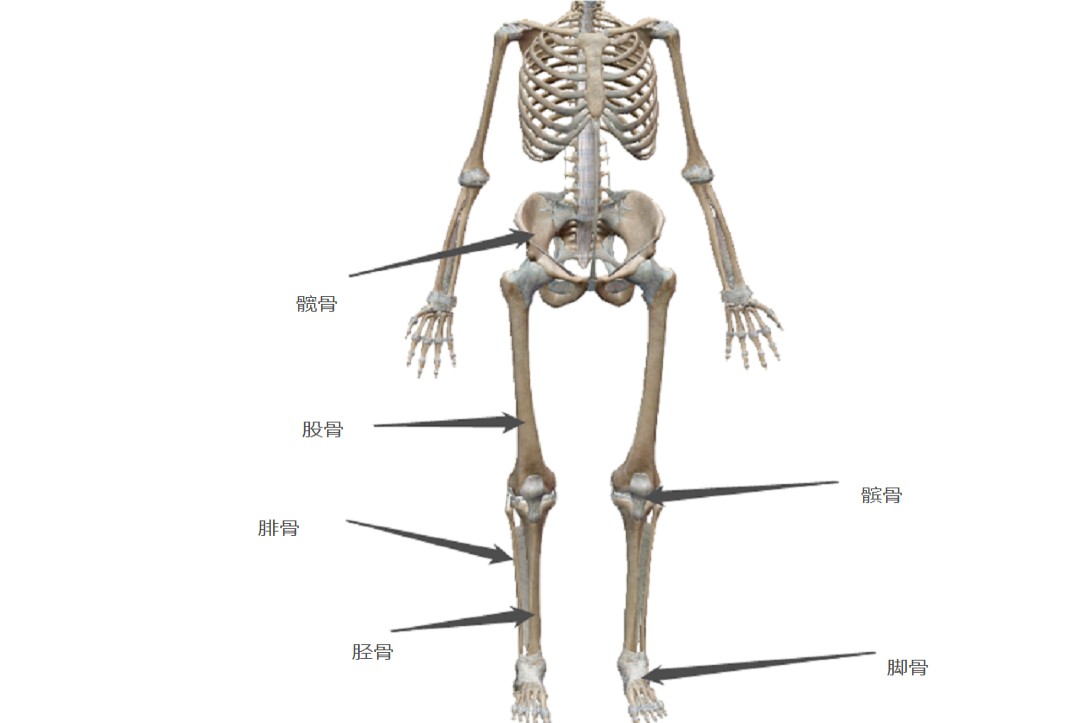 四肢骨骼结构图