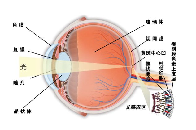 眼睛的结构图