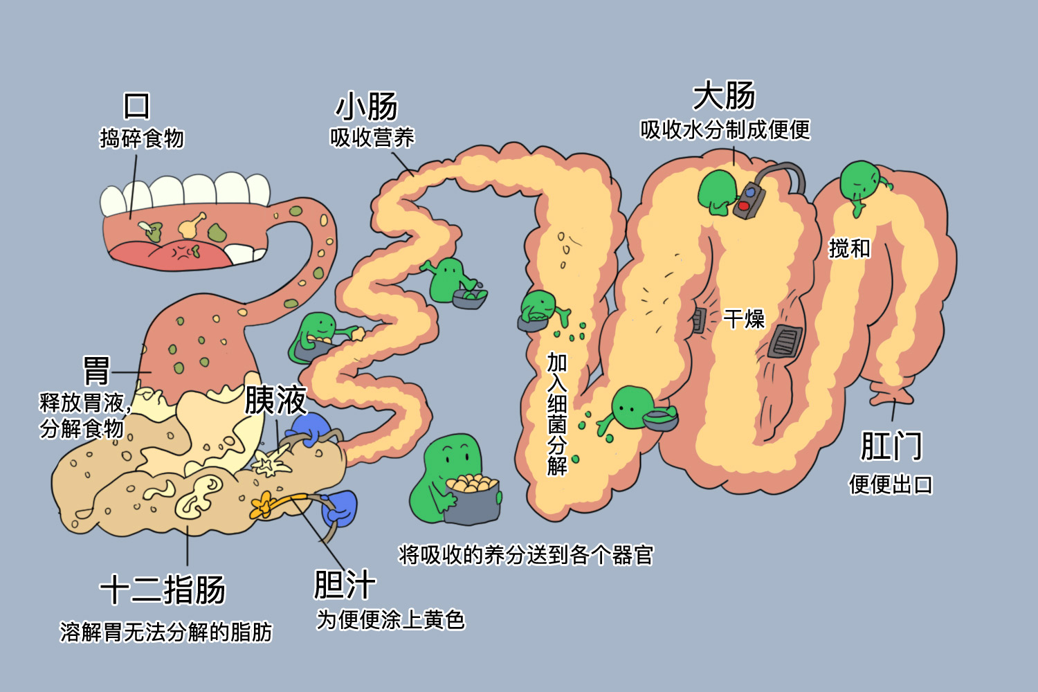 排便的过程图解 | 百度健康·医学科普