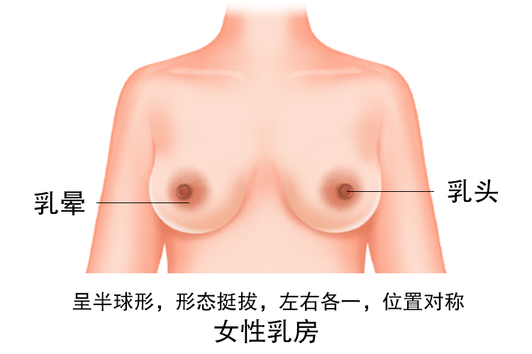 女性乳房图片