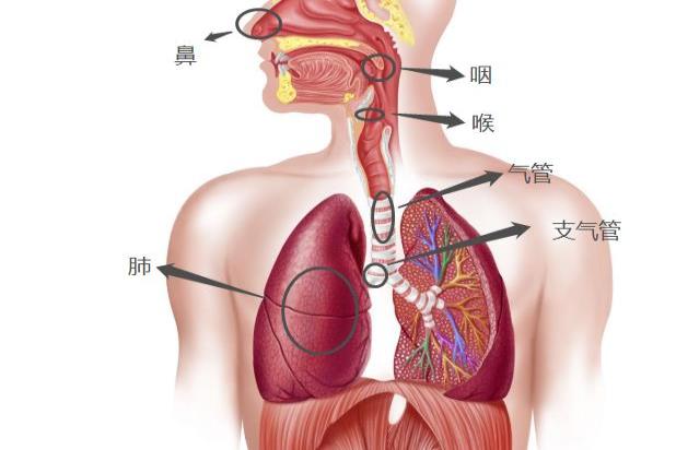 羊的呼吸系统结构图图片