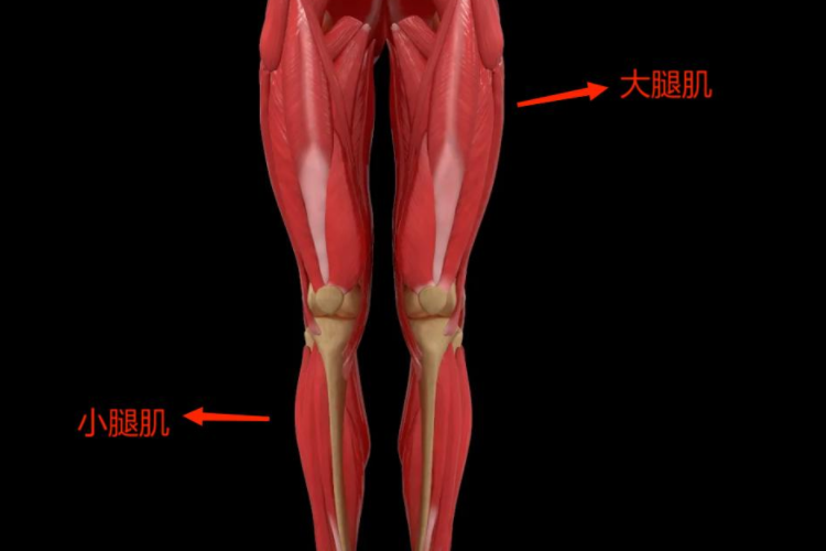 腿部肌肉(正面)分布图