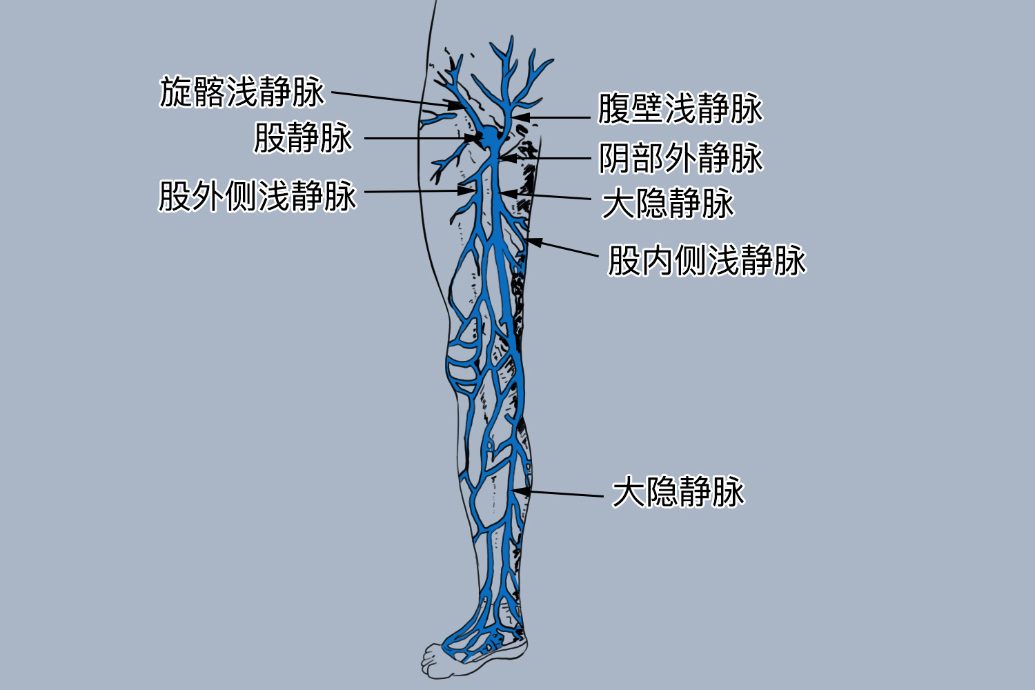 大隐静脉的解剖位置图 | 百度健康·医学科普