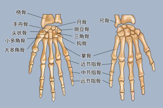 手指名称图