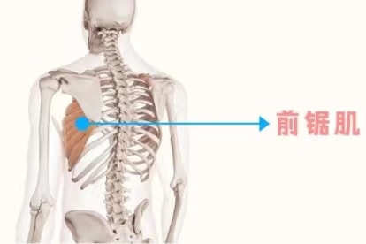 前锯肌的位置图 | 百度健康·医学科普