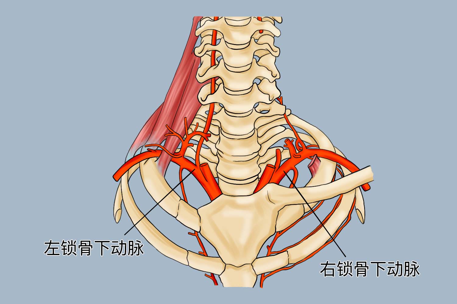 锁骨下动脉位置图