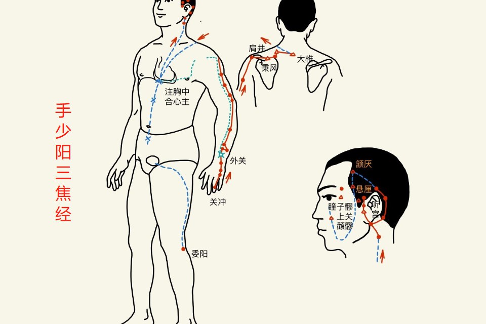 耳朵后面的经络图