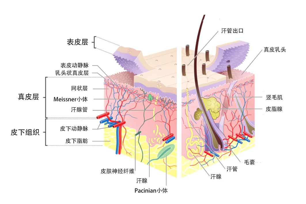皮肤分层结构图