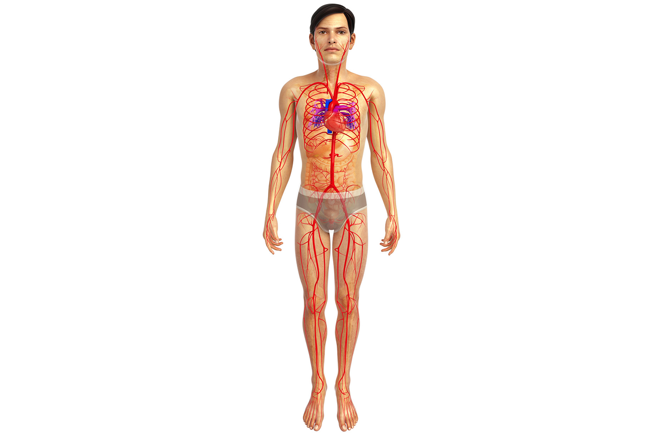 全身动脉血管图