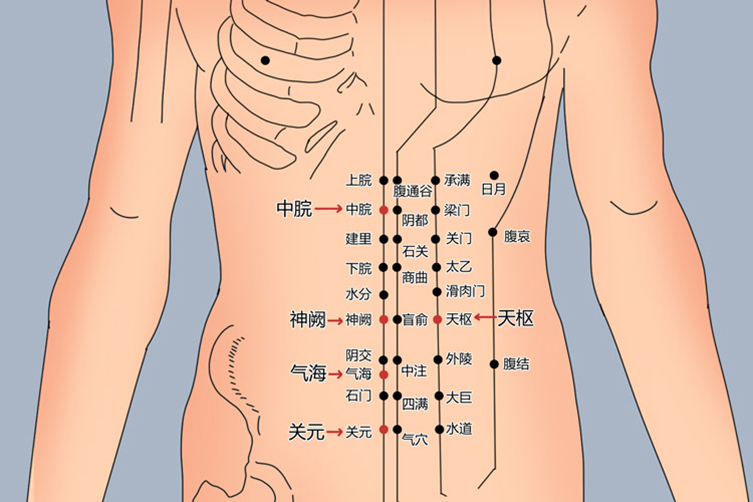 肚子上减肥经络图
