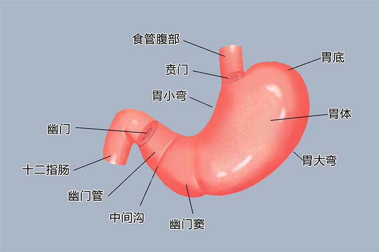 胃窦在胃的什么位置图