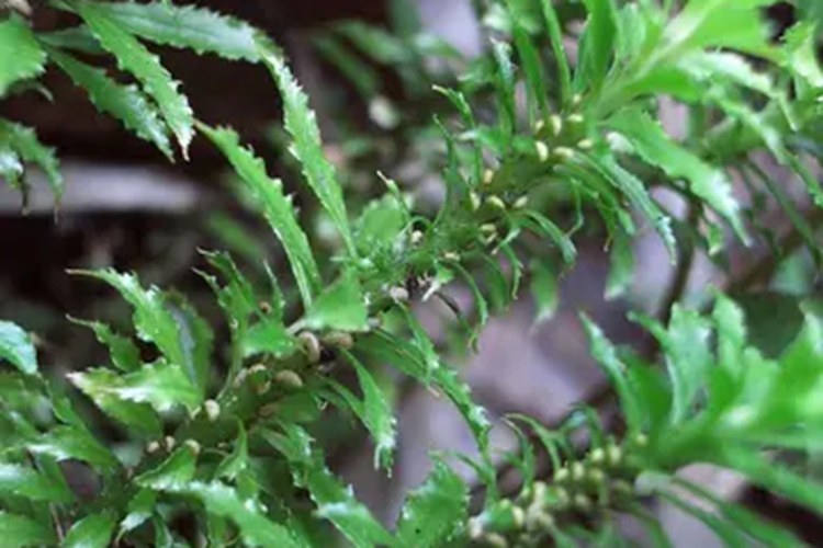 野生金不换草药图片
