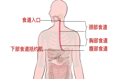 食道