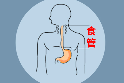食管位置图片