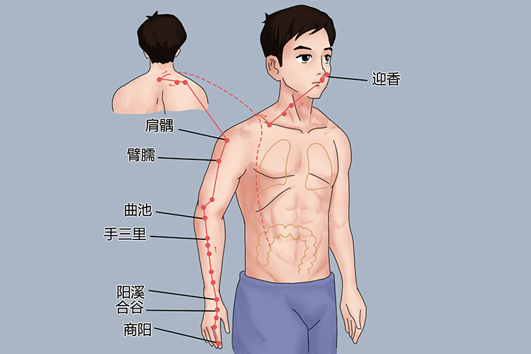 手阳明大肠经图