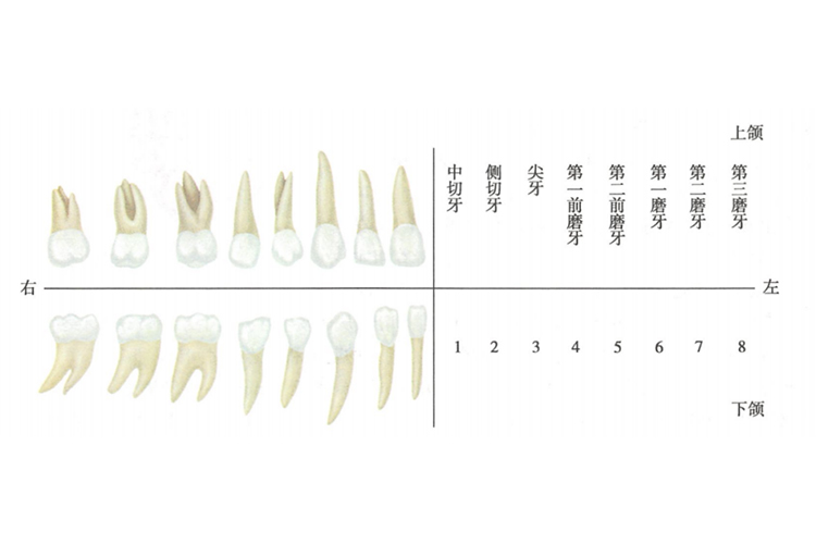 正常牙齿牙根图片 | 百度健康·医学科普