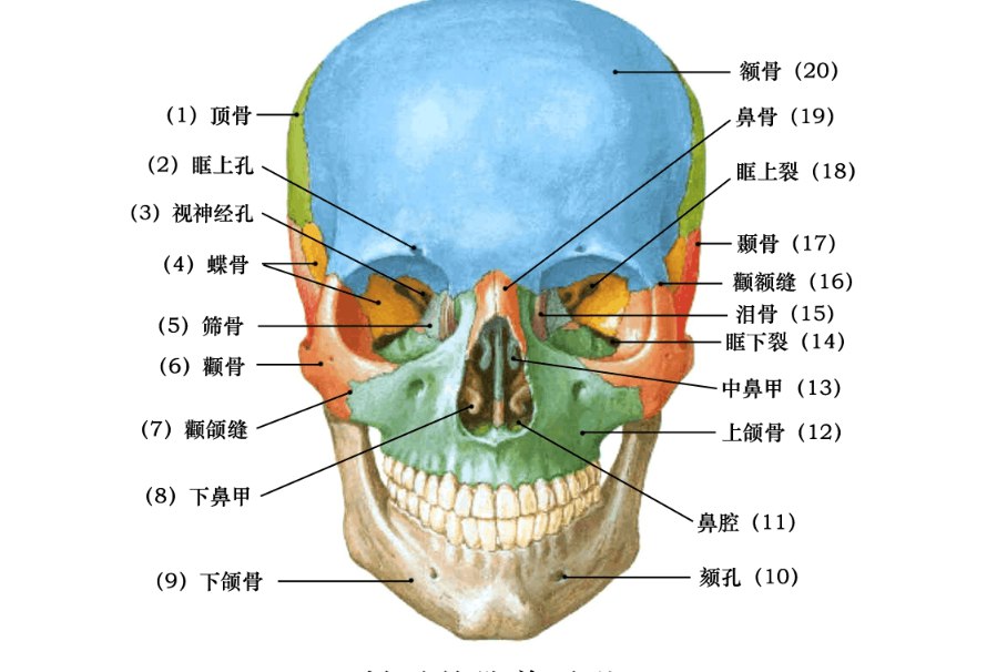 脸部的各个骨骼结构图 | 百度健康·医学科普