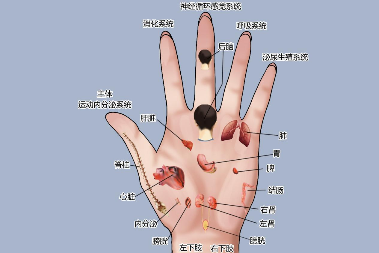 手部反射区图解