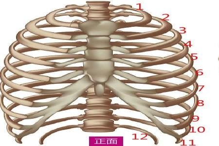 人体第五肋骨位置图