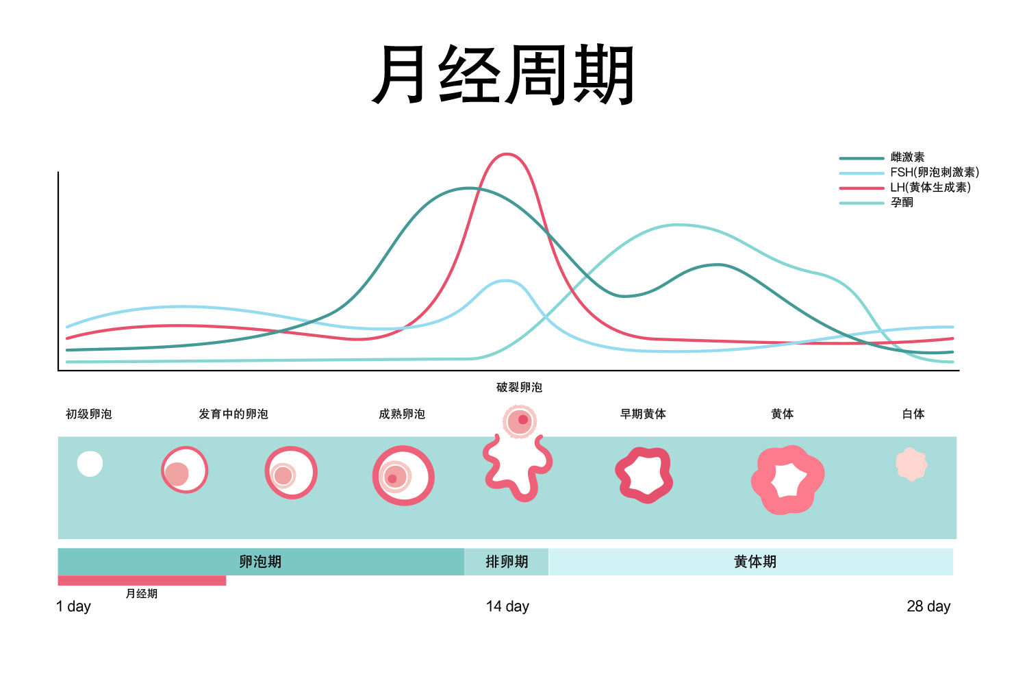 大姨妈计算周期表图