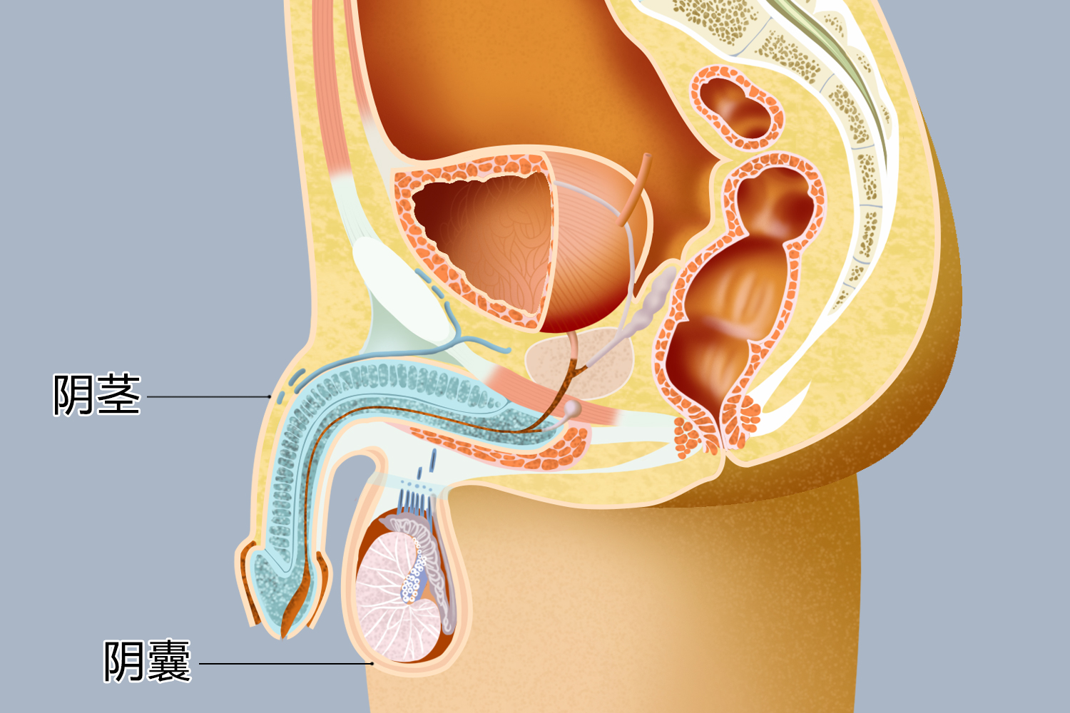 男性外生殖器图