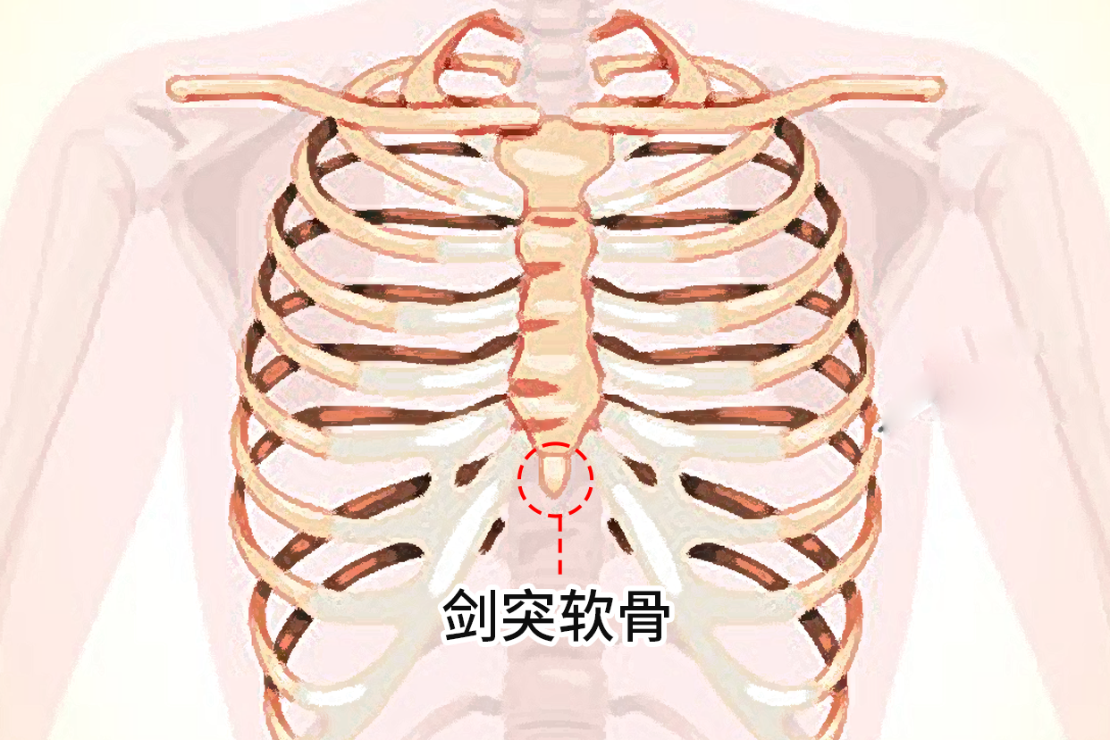 剑状软骨的位置图片