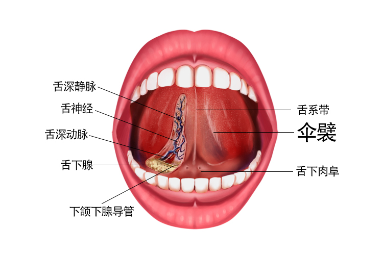 舌下伞襞的位置示意图 | 百度健康·医学科普