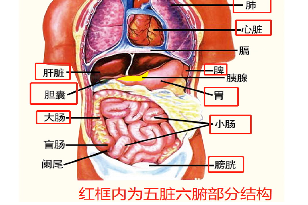 五脏六腑部分结构图片