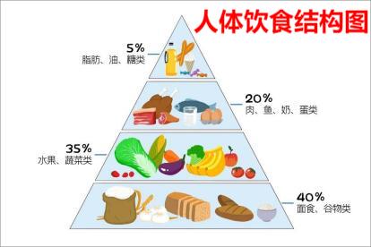 人体饮食结构图