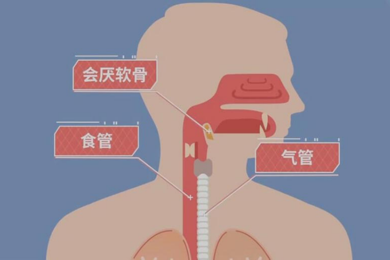 食道和气管高清位置图 | 百度健康·医学科普