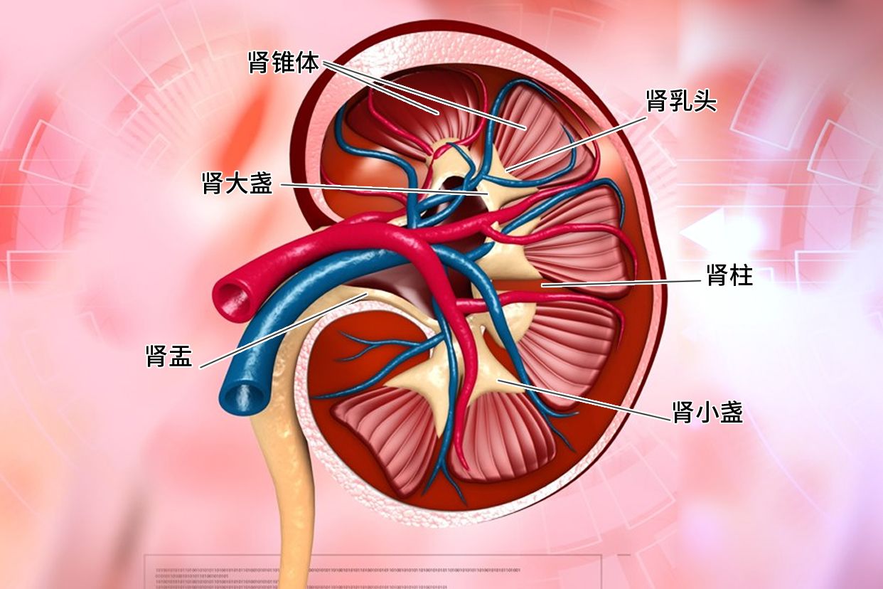肾盂肾盏是什么位置示意图 | 百度健康·医学科普