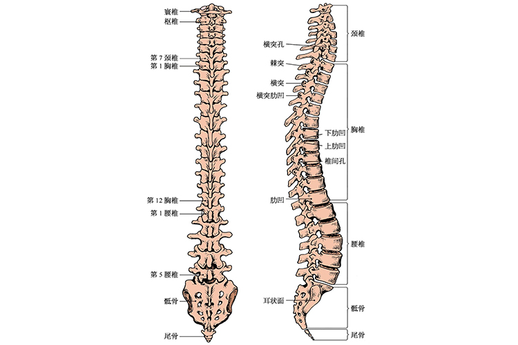 背部脊椎结构图