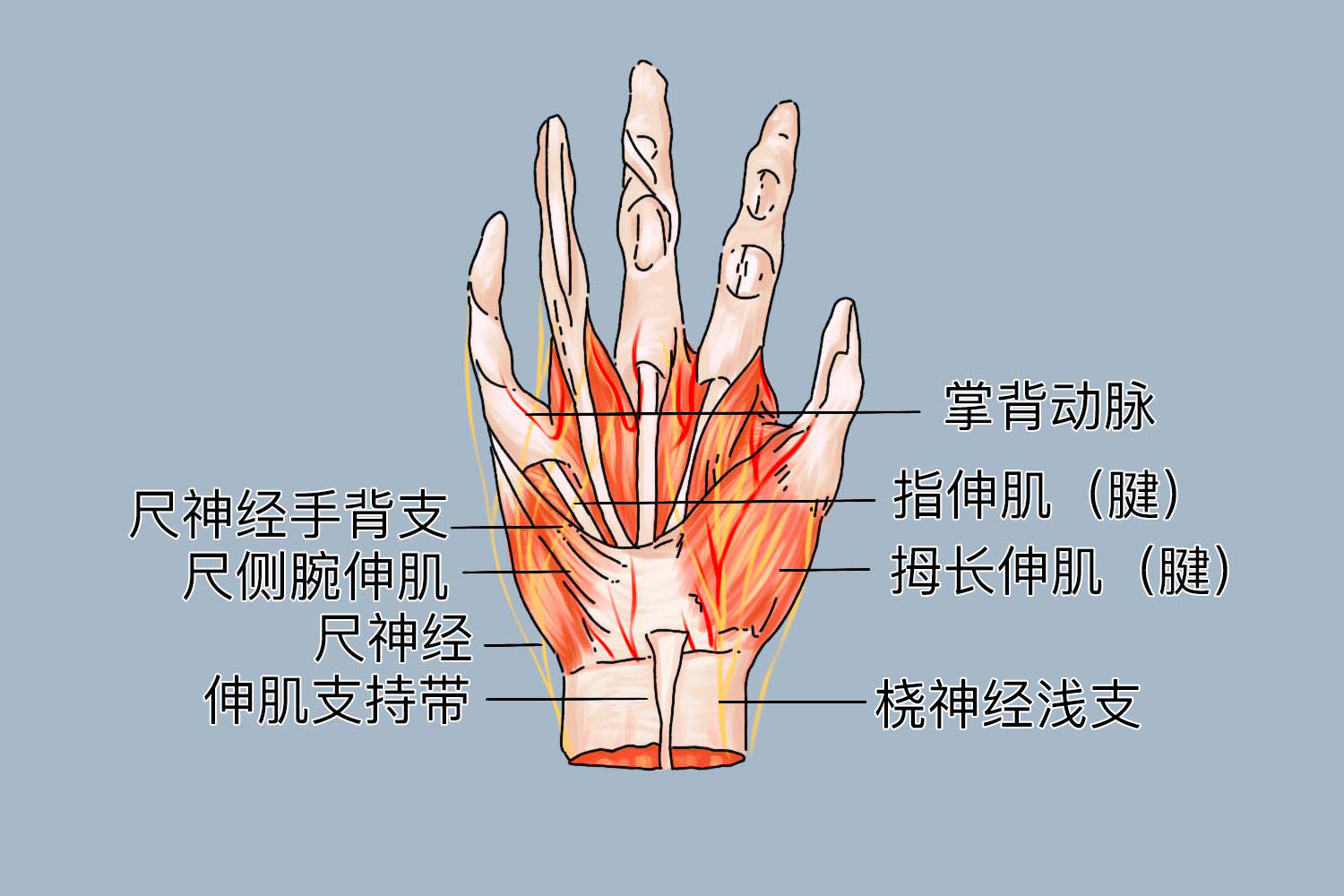 手腕桡神经图片