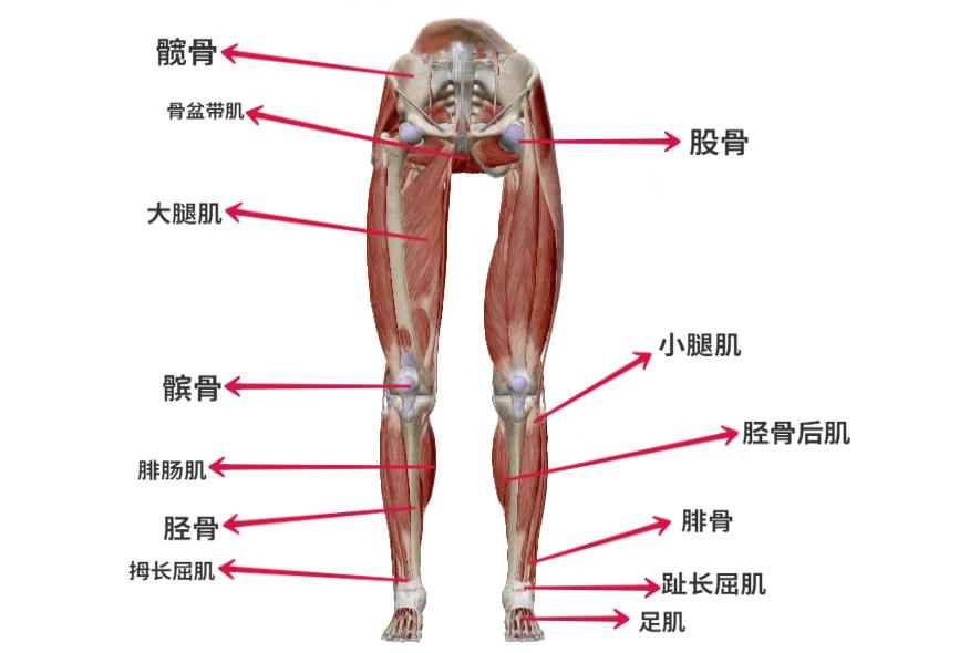下肢解剖结构图片
