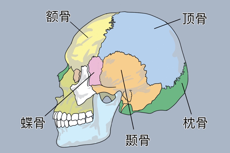 脑颅骨结构图