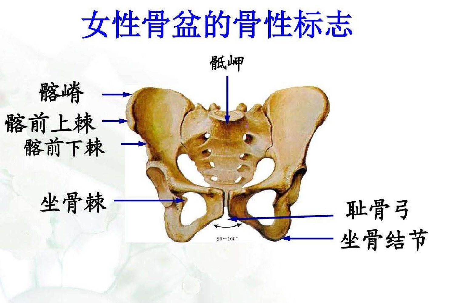 骨盆骨性标志图