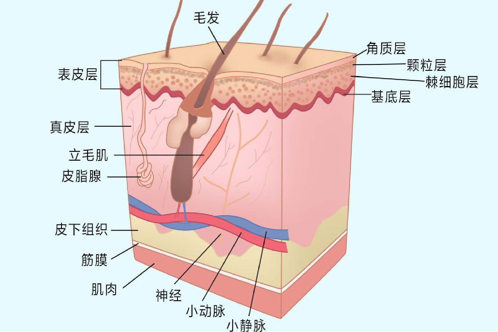 皮肤分层结构图