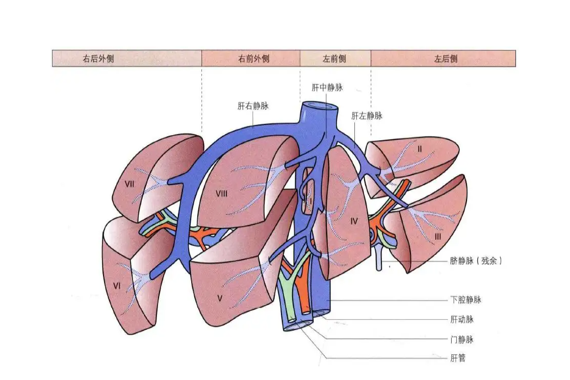 肝脏血管分布解剖图