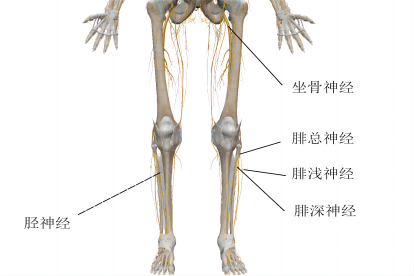腿部神经图片