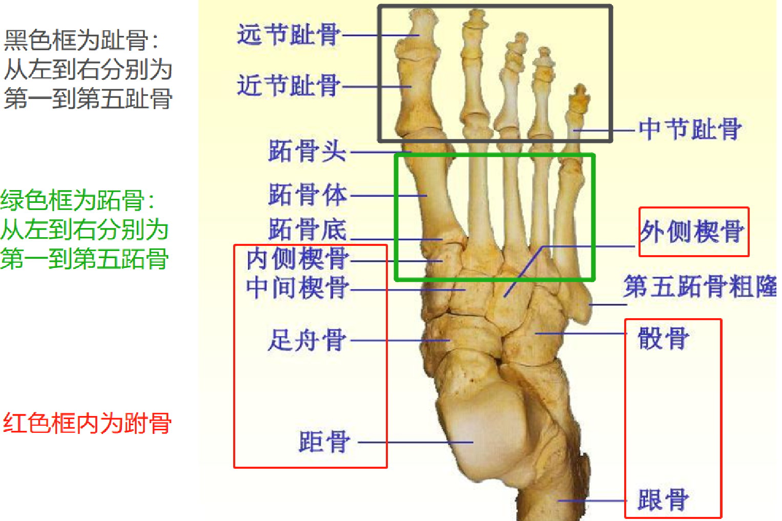 足部骨头结构图 | 百度健康·医学科普