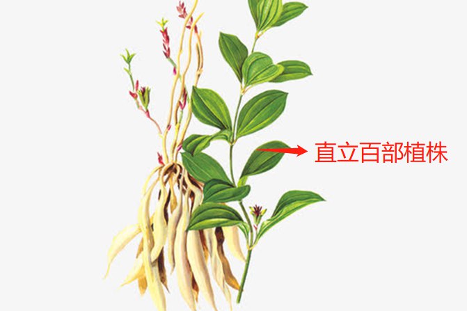 百部药材图片