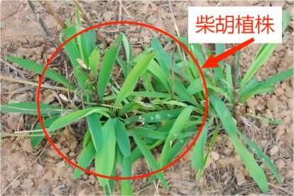 银柴胡和柴胡的区别图片